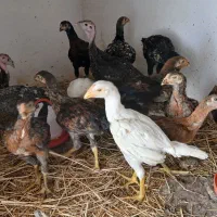 مرغ و خروس لاری  نژاد اصل آلمان اوشامو|حیوانات مزرعه|مشهد, فرهنگ|دیوار