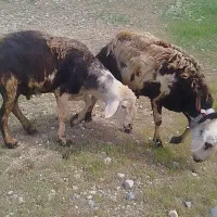 دوعدد قورچ پلنگی