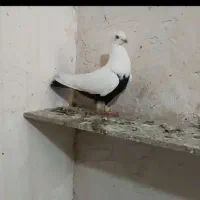 دمبی سیاه نر کاکلی