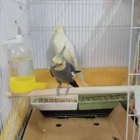 عروس هلندی یک جفت سالم و کشیده