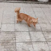 فروش سگ پامر روباهی