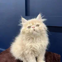 بچه گربه های دلربا مجموعه اصلی|گربه|بندرعباس, |دیوار