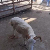 فروش گوسفندنر وماده چاق|حیوانات مزرعه|شاندرمن, |دیوار