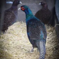 پرندگان زینتی با فرآورده های پر خواص|حیوانات مزرعه|مشهد, سجاد شهر|دیوار