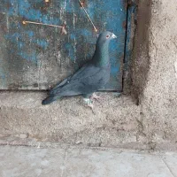 کفتر  پلاکی