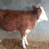 یک عدد گوساله سیمینتال ماده قرمز