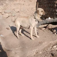 سگ سرابی دوساله