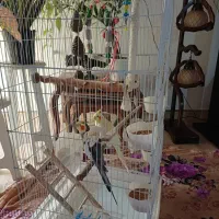 یک جفت عروس هلندی نر و ماده سخنگو با قفس و وسیله|پرنده|تنکابن, |دیوار
