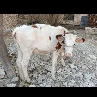 گوساله