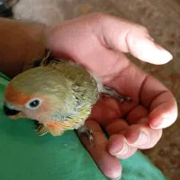 طوطی برزیلی سرلاکی|پرنده|حمیدیا, |دیوار