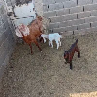 بز جمل کل زرد فروشی