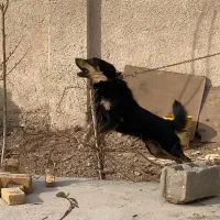 سگ نگهبان|سگ|ورامین, ورامین|دیوار