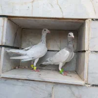 هفت‌رنگ|پرنده|الوند, |دیوار