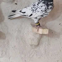 چند تا کبوتر غریب گیری