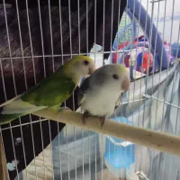 کوتوله برزیلی