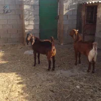سلام ۲عددبزغاله نرنژاددار