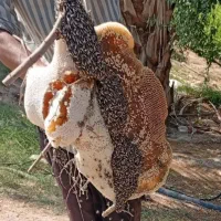 عسل طبیعی کُنار، صخره