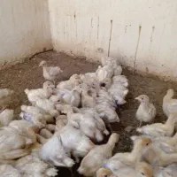 جوجه بوقلمون بیوتی گوشتی|حیوانات مزرعه|بهشهر, |دیوار