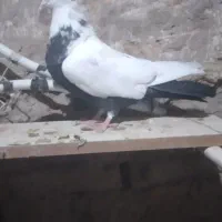 کبوتر دمی ماده