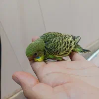 جوجه مرغ عشق