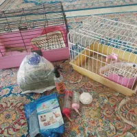 قفس خرگوش وخوکچه|لوازم جانبی حیوانات|فردیس, سرحد آباد|دیوار