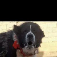 سگ اصیل|سگ|نجفآباد, ویلاشهر|دیوار