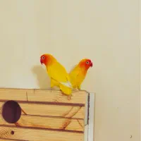 طوطی برزیلی مولد فیشراورجینال