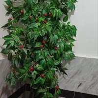 درختچه گیلاس