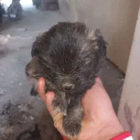 سگ پاپی خرسی مشکی