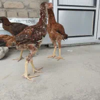 جوجه لاری