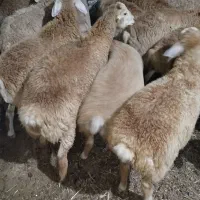 بره