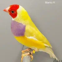 اگ دنبال پرنده رنگ خاص و پرورش پر سود هستی|پرنده|شوشتر, |دیوار