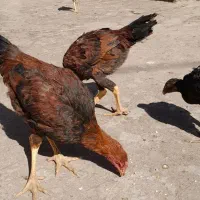 ۵ تا جوجه لاری ۴ ماهه