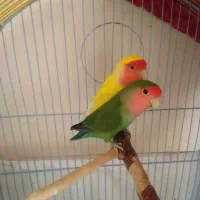 طوطی بریزیلی جفت (همراه قفس+لانه)