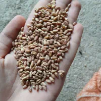 گندم بذری تیرگان