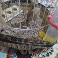 انگشتر معاوضه|زیورآلات و اکسسوری|رحمت‌آباد, |دیوار