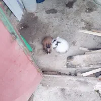 خرگوش|موش و خرگوش|سقز, |دیوار