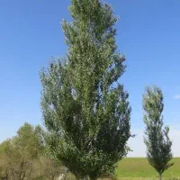 فروش-دو-هکتار-زمین-به-همراه-چاه-عمیق
