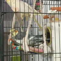 عروس هلندی و قفس ولوازم|پرنده|جلگه رخ, |دیوار