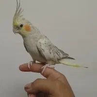 جفت عروس هلندی ۱۲۰۰|پرنده|باقرشهر, |دیوار