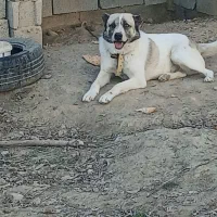 واگذاری سگ نگهبان