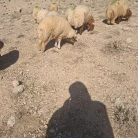 بره|حیوانات مزرعه|کارزان, |دیوار