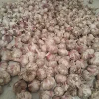 سیر‌کوهی‌درجه‌۱