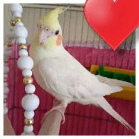 عروس هلندی سرحال