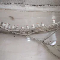فنچ مولد