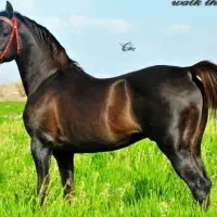 اسب مادیون یکسر کورسی