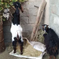 باسلام فروش دو عدد بزغاله سالم وسرحال|حیوانات مزرعه|لیلان, |دیوار