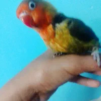 کوتوله دستی