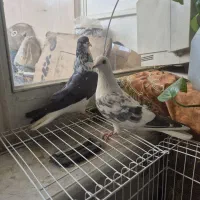 گلین وشویدی نروماده