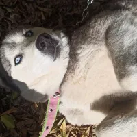 سگ هاسکی اصلی